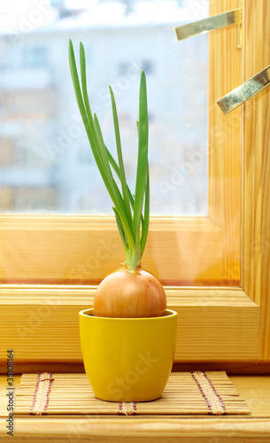 Photo: green onion in pot on window sill green onion in pot on window sill