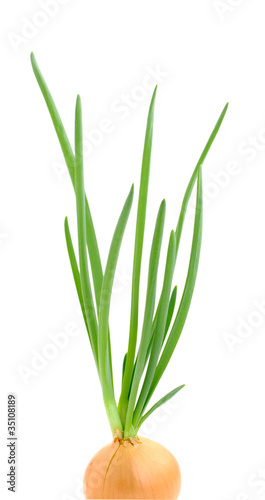Photo: green onion green onion