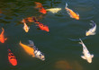 Flock of fish (Koi) in the pond. Flock of fish (Koi) in the pond.