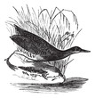 Rallus elegans or King rail vintage engraving