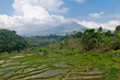agriculture indonésie