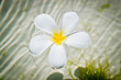 Fiore01