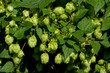 A hop, plant for manufacture beer. A hop, plant for manufacture beer.
