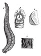 Medicinal leech or Hirudo medicinalis vintage engraving