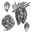 Black Spruce or Picea mariana vintage engraving