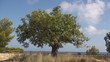 One Carob tree