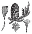 Noble Fir or Abies procera vintage engraving Noble Fir or Abies procera vintage engraving
