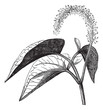 Lizard's tail or Saururus cernuus vintage engraving