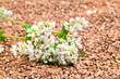 Buckwheat grains