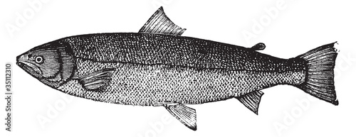 Vector: Atlantic salmon or Salmo salar vintage engraving Atlantic salmon or Salmo salar vintage engraving