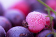Frozen berries