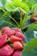 fraises