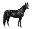 Images : Black Trakehner stallion looking at camera