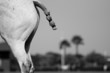 Pony Tail