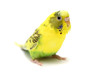 Budgie female on the white background