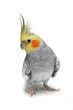 Cockatiel parakeet 4 years old (female) Cockatiel parakeet 4 years old (female)