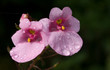 Diascia two flowers close up