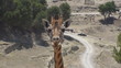 Chewing Giraffe