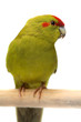 Red-fronted Kakariki parakeet, cinnamon colored Red-fronted Kakariki parakeet, cinnamon colored