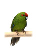 Red-fronted Kakariki parakeet (Cyanoramphus novaezelandiae) Red-fronted Kakariki parakeet (Cyanoramphus novaezelandiae)