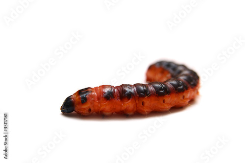 Photo: The big red catterpillar of Goat Moth (Cossus cossus) The big red catterpillar of Goat Moth (Cossus cossus)