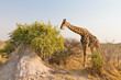 Giraffe frisst, Giraffa camelopardalis Giraffe frisst, Giraffa camelopardalis