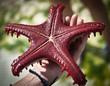 Fishstar06