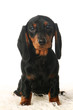 Photo en ligne au meilleur prix Dachshund puppy in front of white background