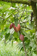 Cacao