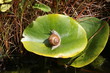 Schnecke auf Seerose