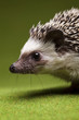 Photo: Autumnal animal, Hedgehog Autumnal animal, Hedgehog