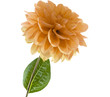 Dahlia