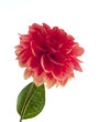 Dahlia