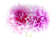 Dahlia