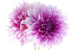 Dahlia Dahlia