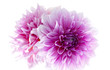 Dahlia