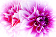 Dahlia