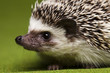 Foto: Autumnal animal, Hedgehog Autumnal animal, Hedgehog