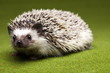 Foto: Autumnal animal, Hedgehog Autumnal animal, Hedgehog