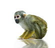 Squirrel monkey on the white background Squirrel monkey on the white background
