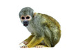 Squirrel monkey on the white background