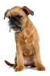 Griffon Bruxellois (puppy) on the white background Griffon Bruxellois (puppy) on the white background
