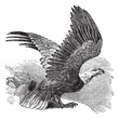 Bald Eagle (Haliaeetus leucocephalus), vintage engraving.