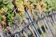 White grapes