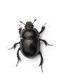 Dor beetle