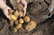 Potato Harvest