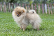 Spitz