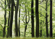 wald