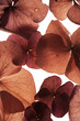 Photo en ligne au meilleur prix flowers closeup abstract background