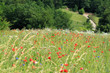 Flower meadow